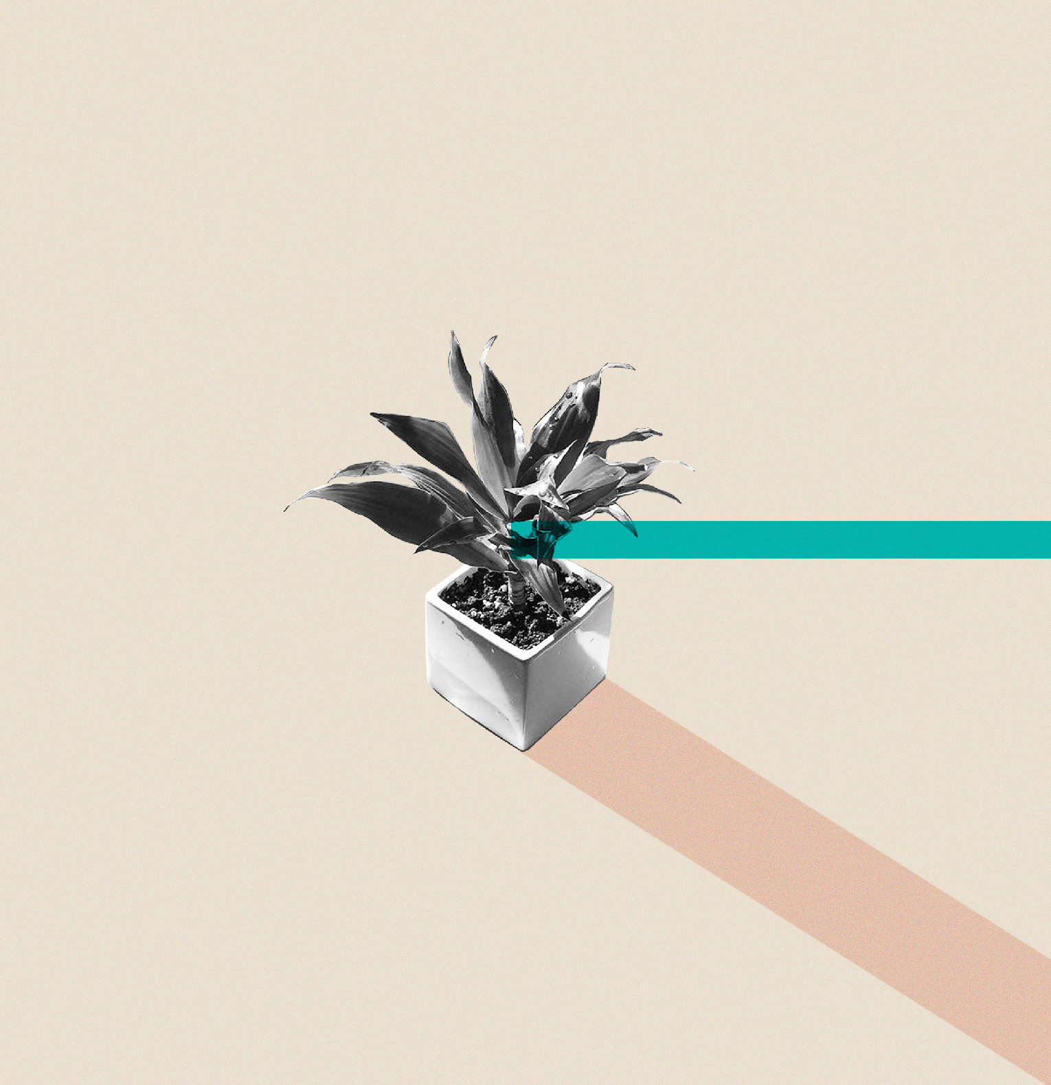 Graphic Study