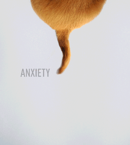 Comp_TailWagger_500px.gif