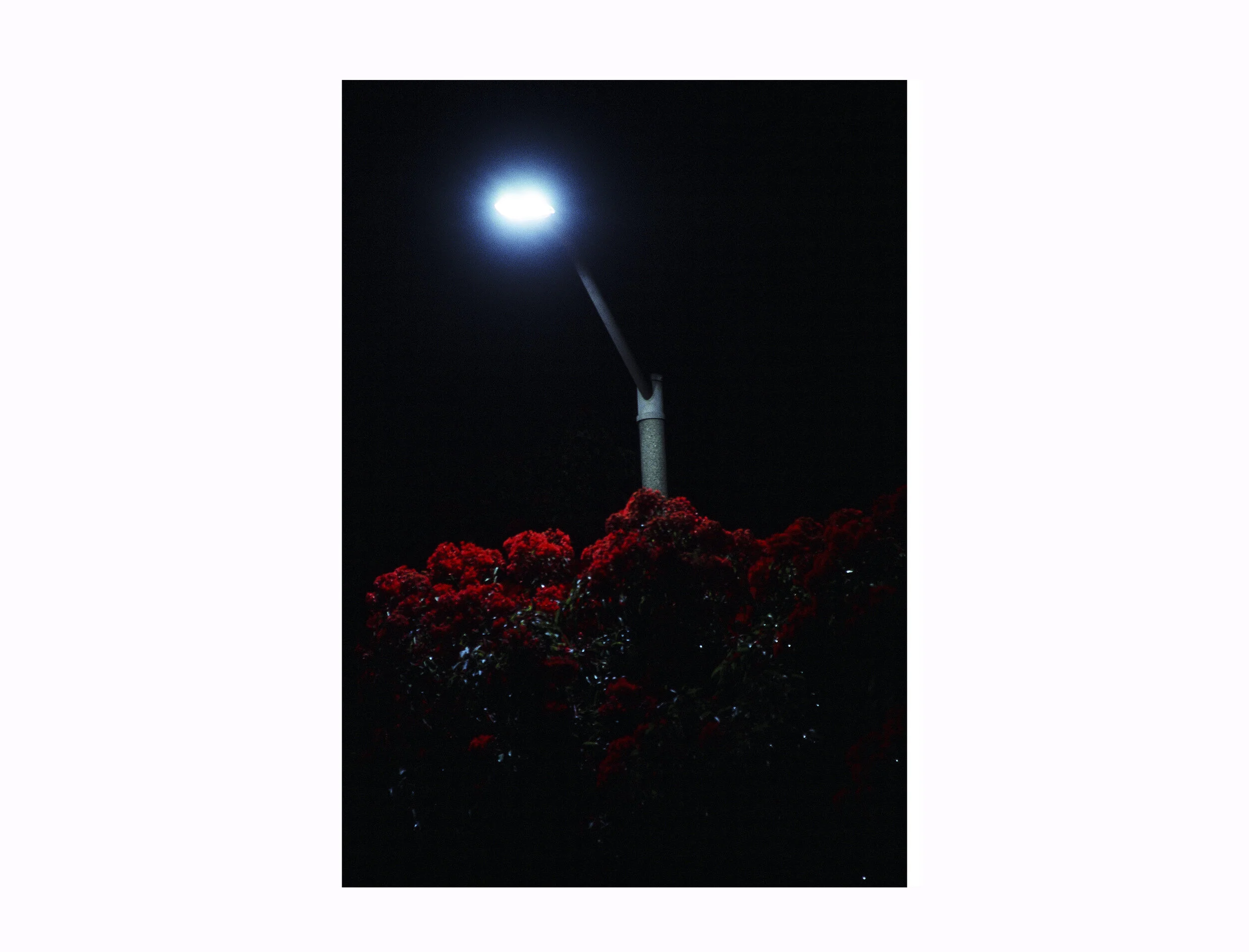 Sean_Gallery_blank_NIGHT_BLOOM.jpg