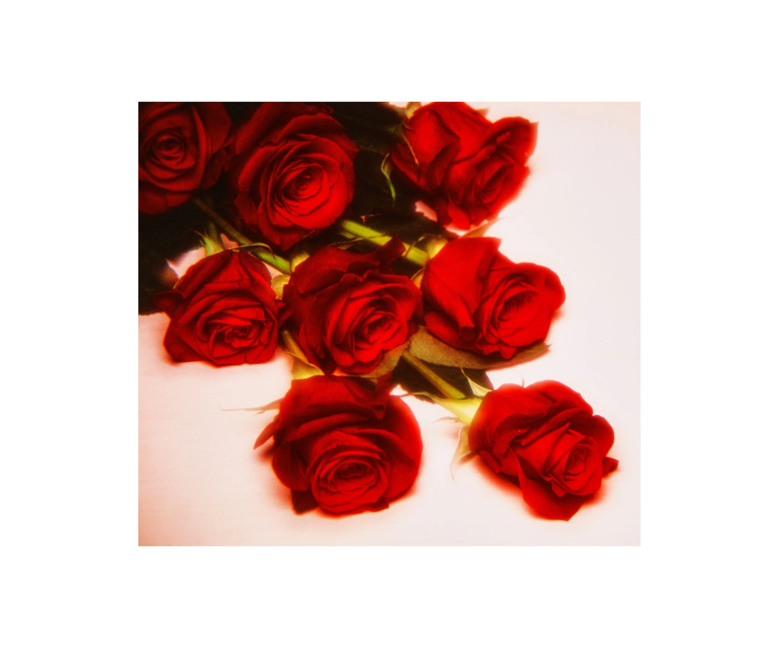 Sean_Gallery_blank_SHAKE_ROSES_V1.jpg