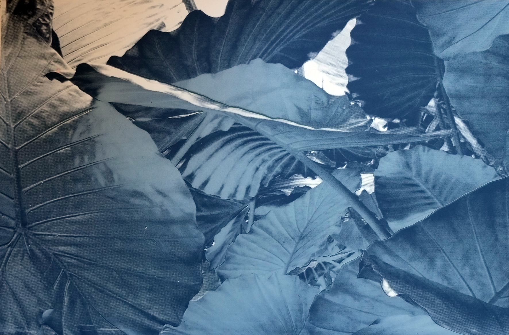 Tropical Leaves