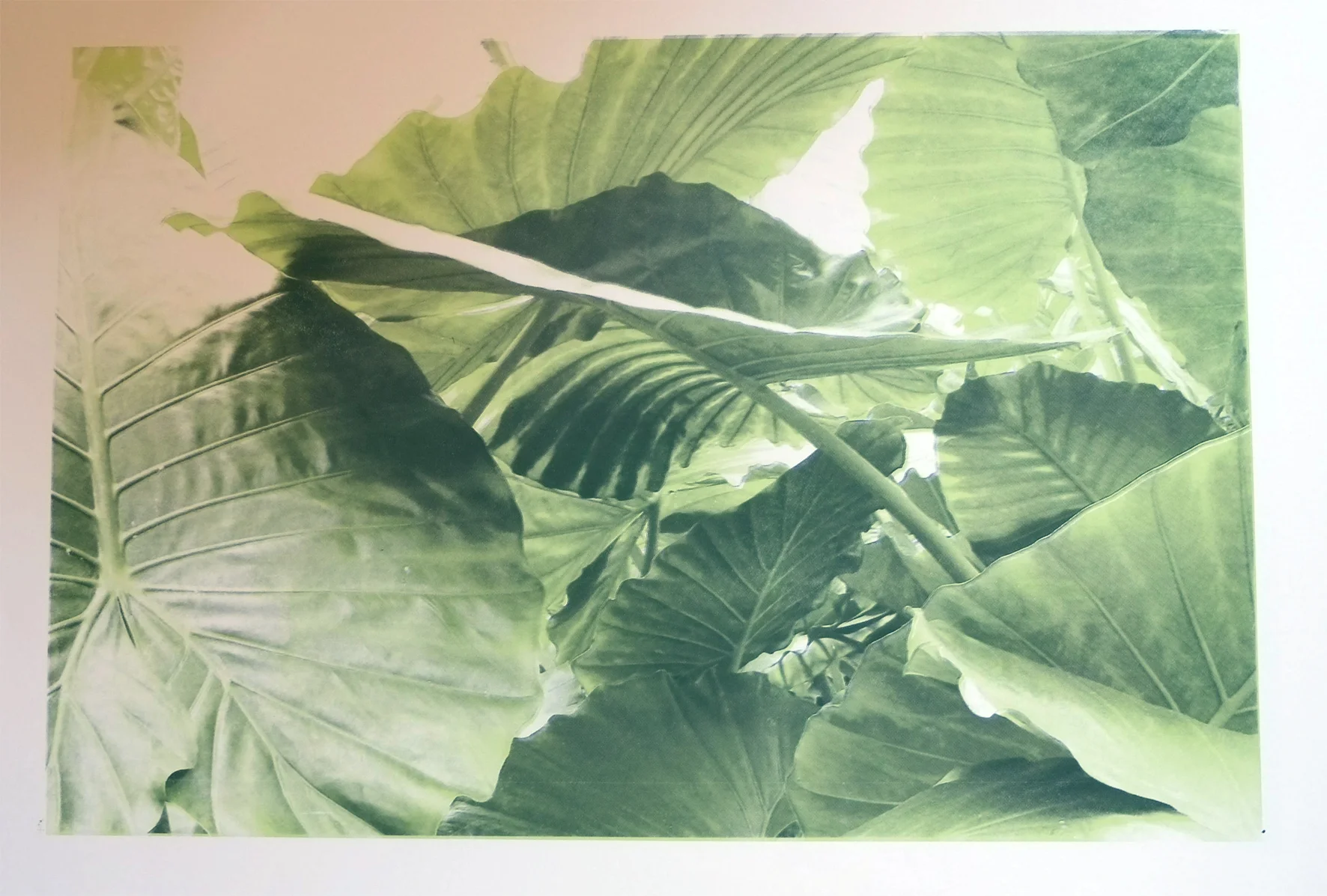 TropicsalL-limes.jpg