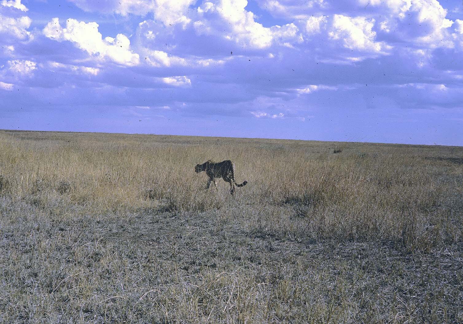 Metz 10 - 1959 -  Cheetah stalking - Metz58 - 8 M.jpg