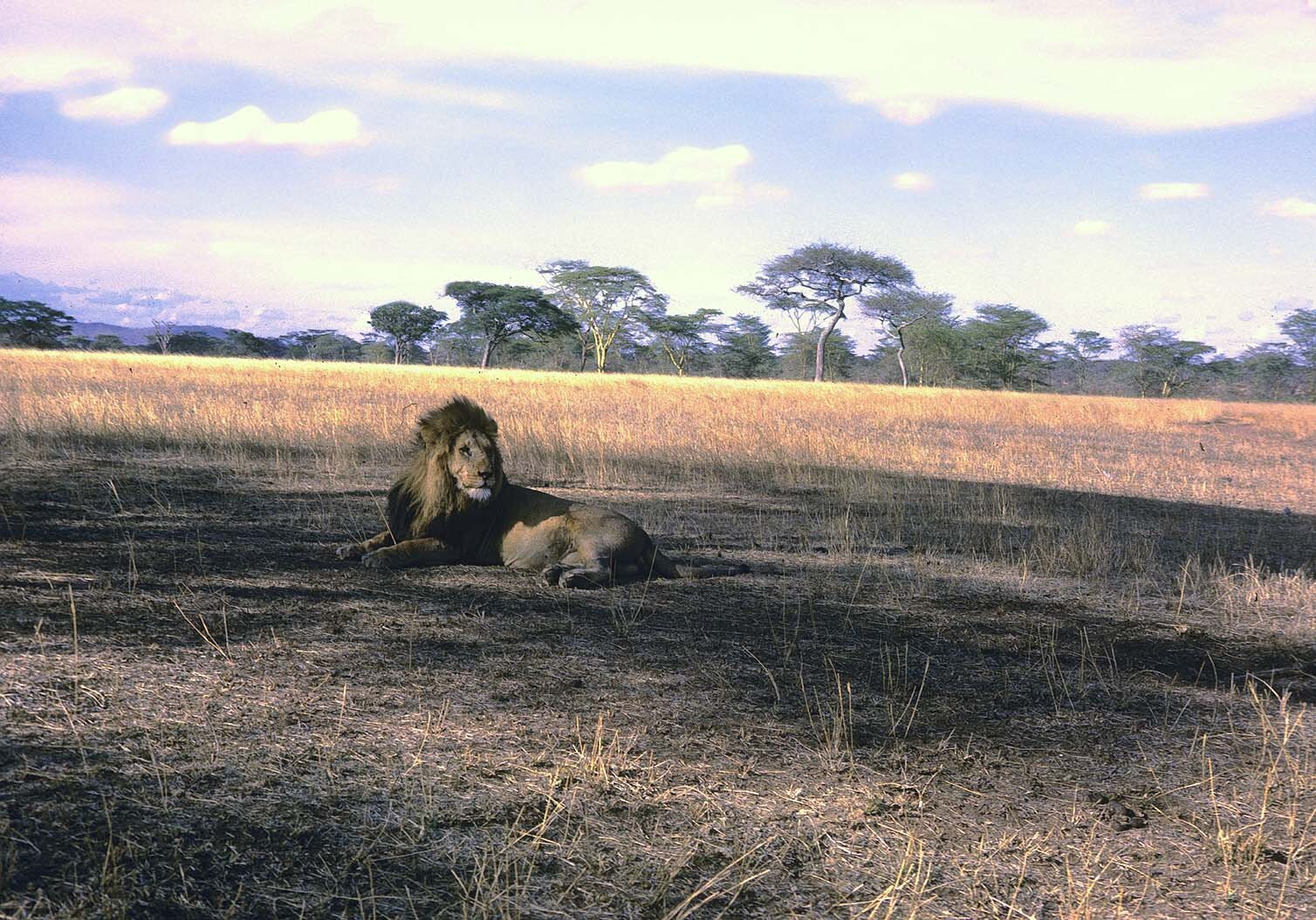 Metz 10 - 1959 -  Lion in shade - Metz59 - 8 M.jpg