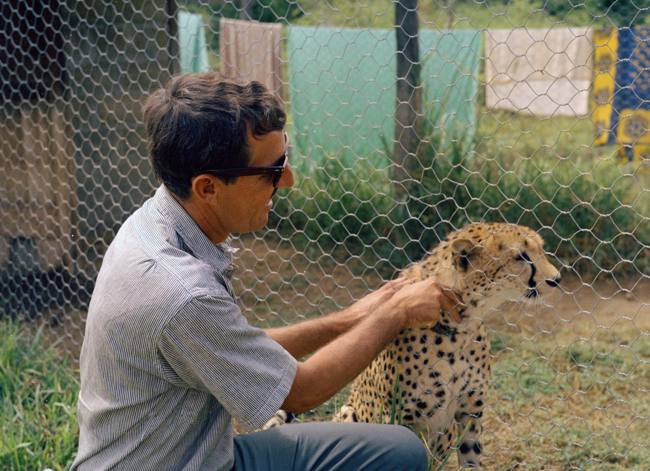 Metz 10 - 1959 - cheetah petting - BB 9 - 94 M.jpg