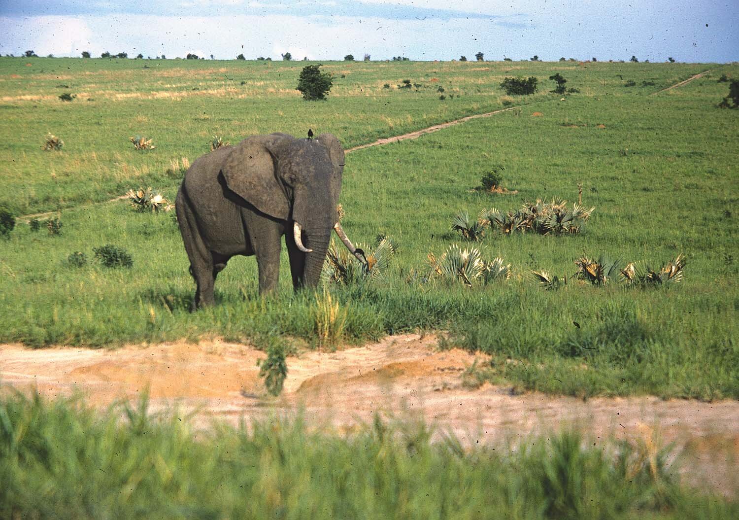 Metz 10 - 1959 - Elephant in plain - Metz84 - 8 M.jpg