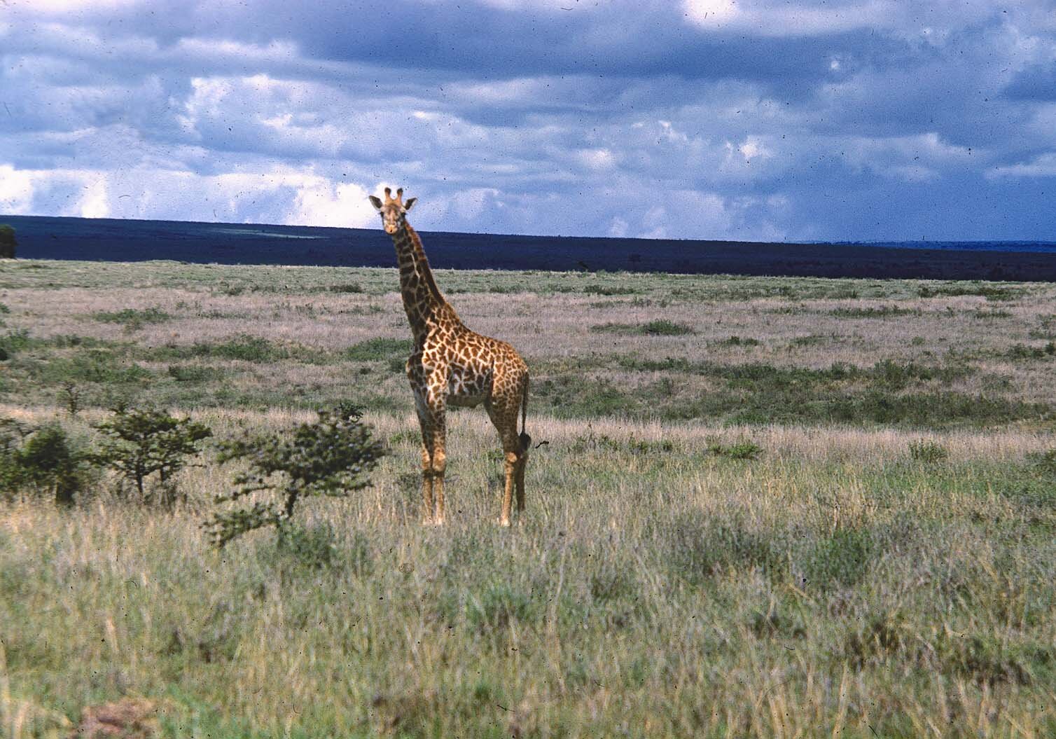 Metz 10 - 1959 - Giraffe and clouds - Metz41 8 M.jpg