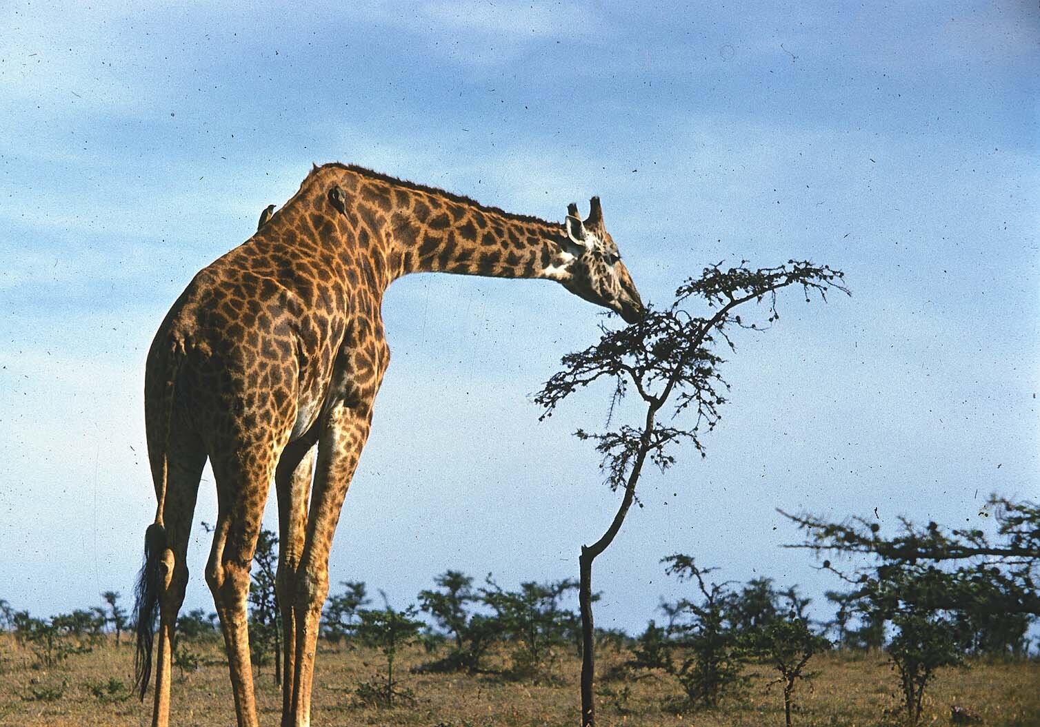 Metz 10 - 1959 - Giraffe eating tree - Metz53 8 M.jpg