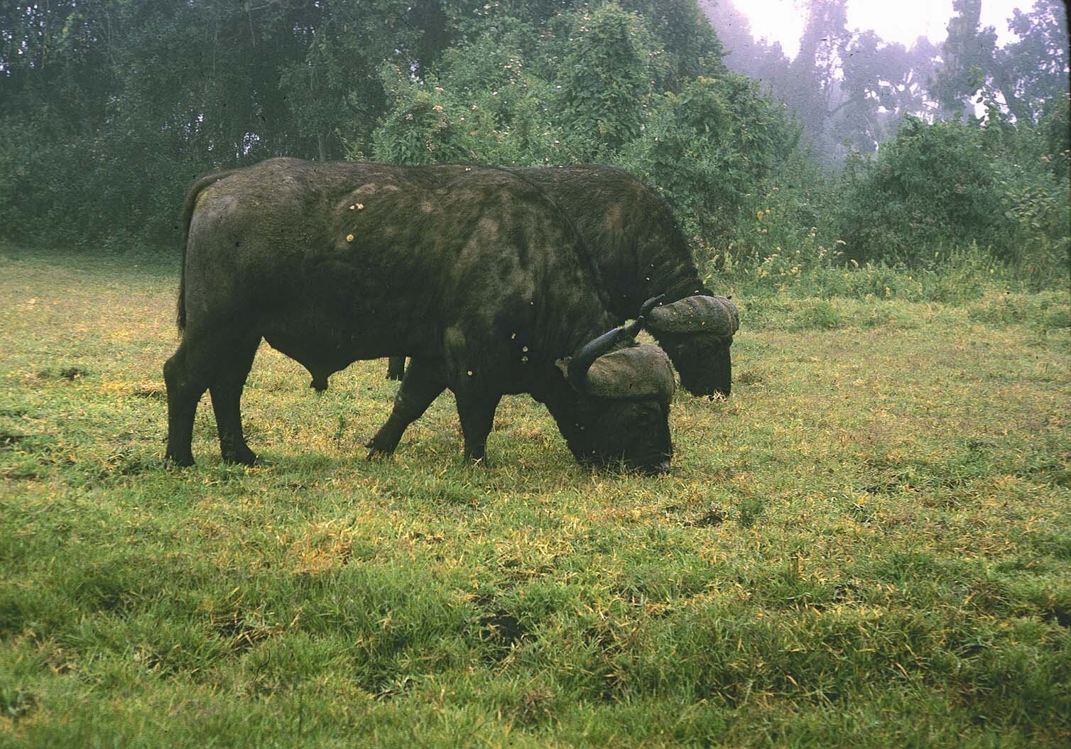 Metz 10 - 1959 - Pair of water buffalo - Metz43 9 M.jpg