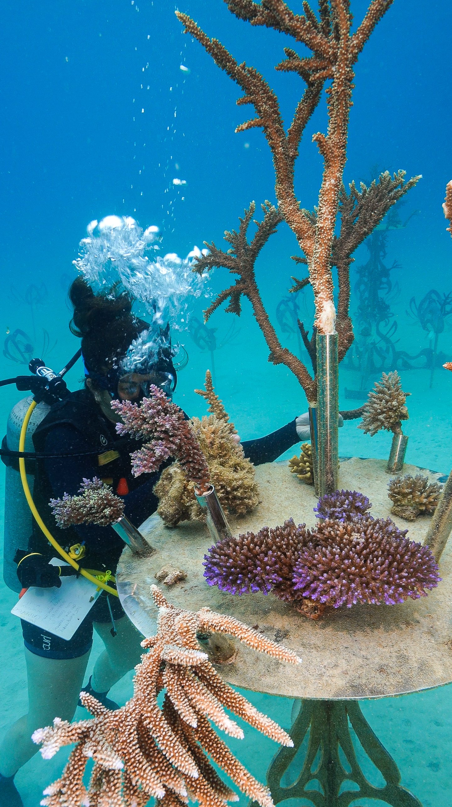 Reef Madness: Jolyon Collier of Counting Coral — Ben Marcus Rules