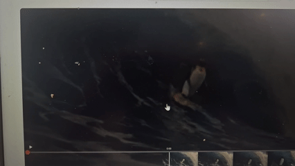 Curls on Film - Penguin 1 sexual - 11-1-2025.gif