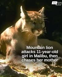 Malibu Fire - Mountain lion attacks girl for collage - 12-24-2025.jpg