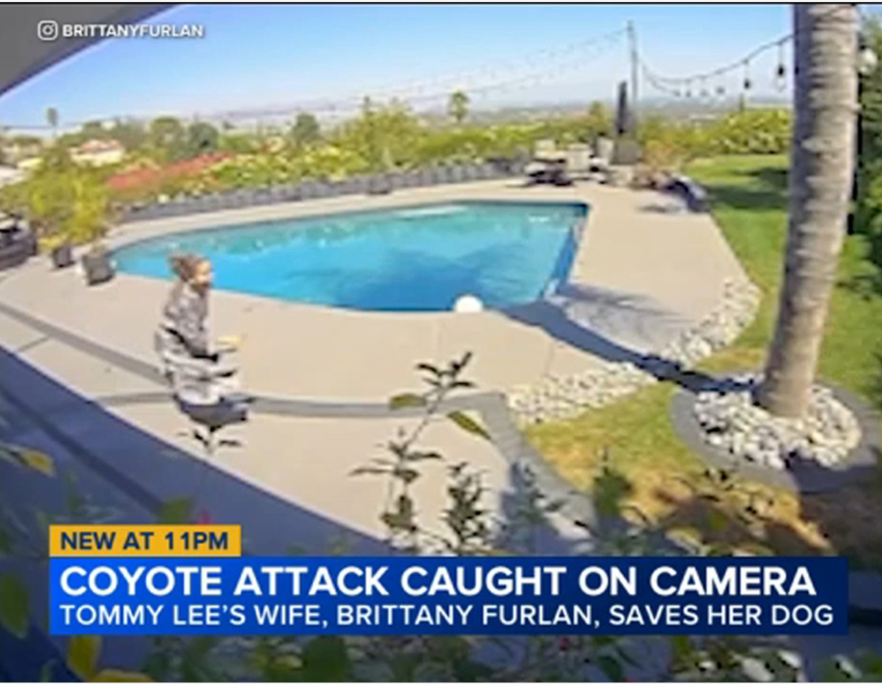 Malibu Fire - Stranger than - Coyote snatches dog - 1-11-2026.png