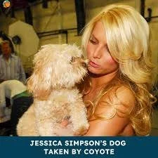 Malibu Fire - Jessica simpson poodle deal jfif to jpeg - 1-29-2026.jpg