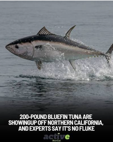 Oh no El Nino - 200 pound bluefin nor cal - 9-23-2025Screenshot 2026-09-23 112644.png