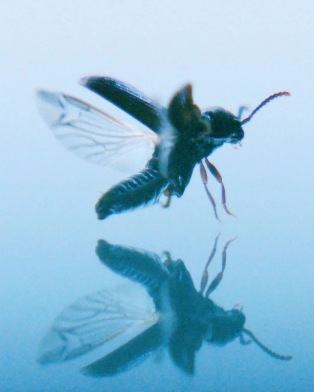 Oletko kuullut halavasepikk&auml;-kuoriaisesta &ndash; Myyrm&auml;ess&auml; asuvasta harvinaisuudesta, jolle M&auml;t&auml;ojan lahoavat halavat ovat paratiisi? 

Tieteiden y&ouml;n&auml; IHME Helsinki esitt&auml;&auml; Henrik H&aring;kanssonin eloku