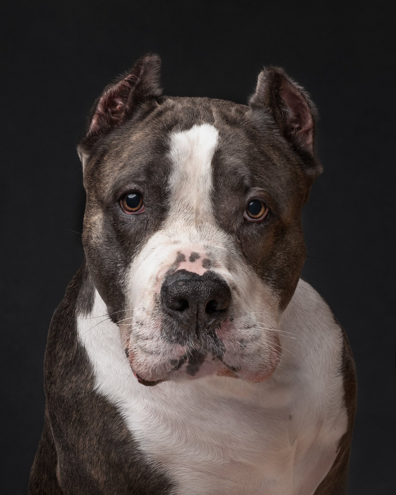 Pitbull_brown_white_closeup_face_portrait_photography.jpg