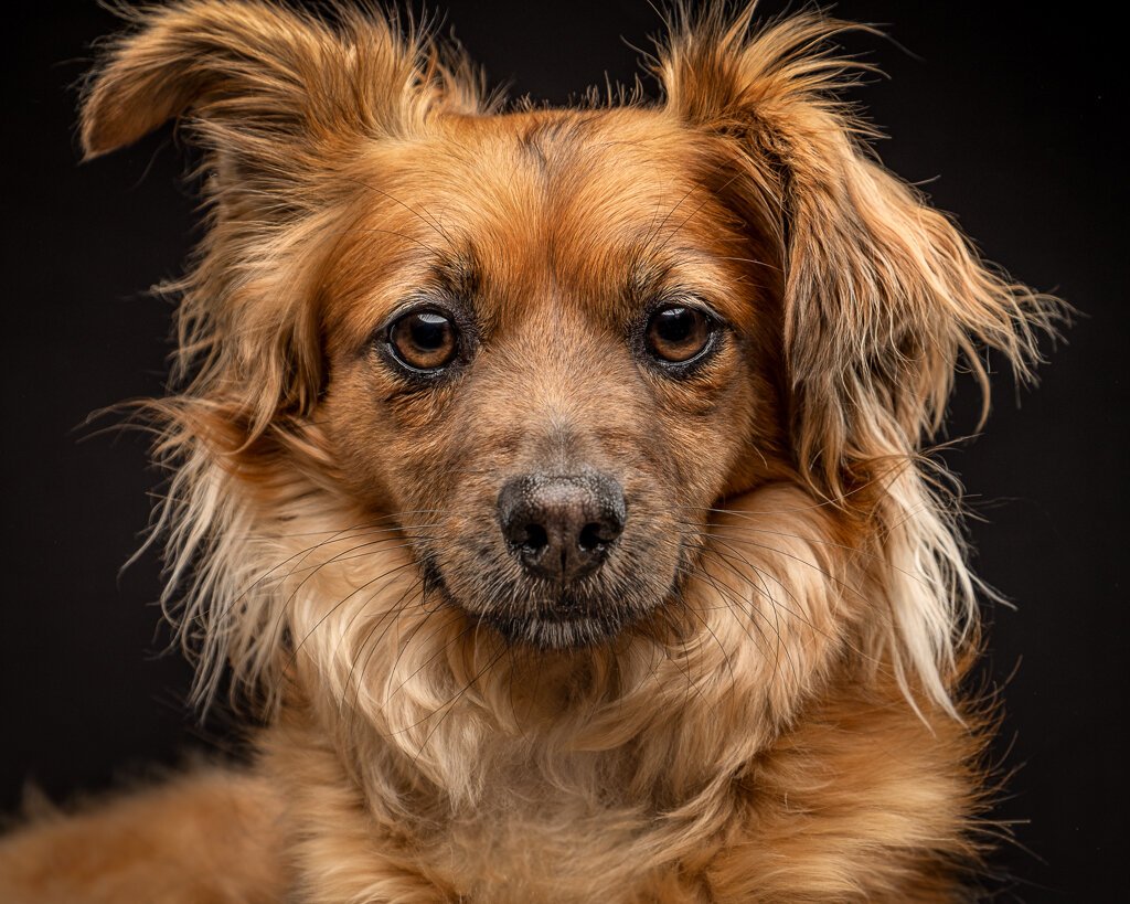 Chihuahua-mix-rescue-dog-portrait-brown-golden-long-hair-photography-studio.jpg