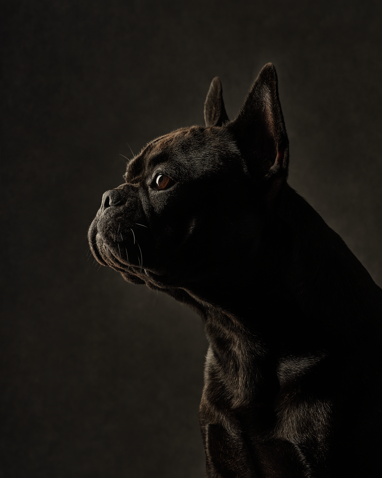 french-bulldog-black-portrait-photo-by-jane-thomson-dog-photographer-in-vancouver-carter-honda.png