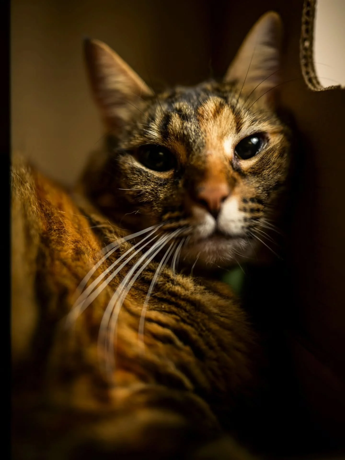 10-19-26
Nikon Z8

@pro_camera_hawaii
@nikonusa
#photography #catscatscats #catsofinstagram #nikonz8