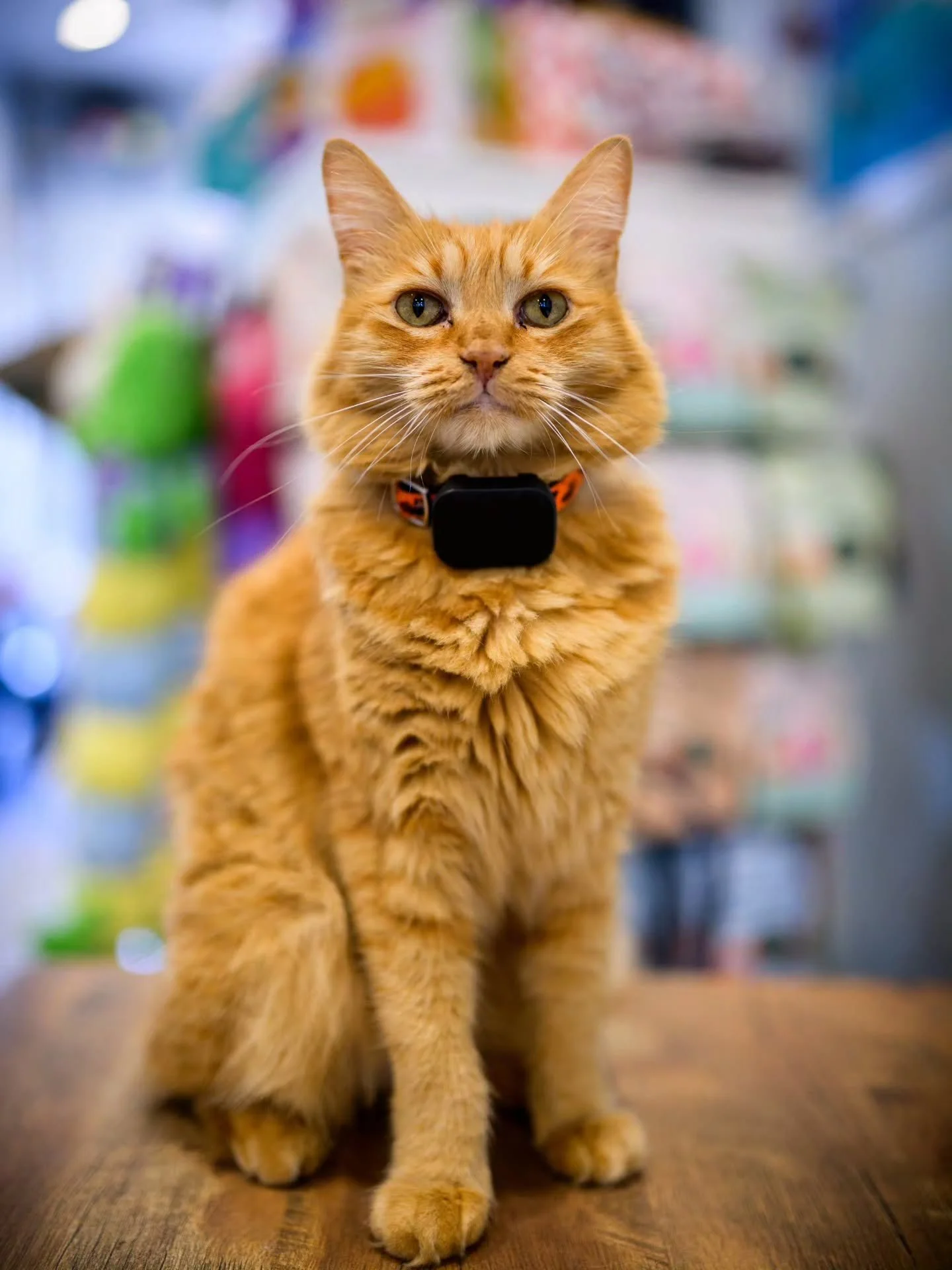 10-9-26
Nikon Z5II

@pro_camera_hawaii
@nikonusa
#photography #catscatscats #catsofinstagram #nikonz8