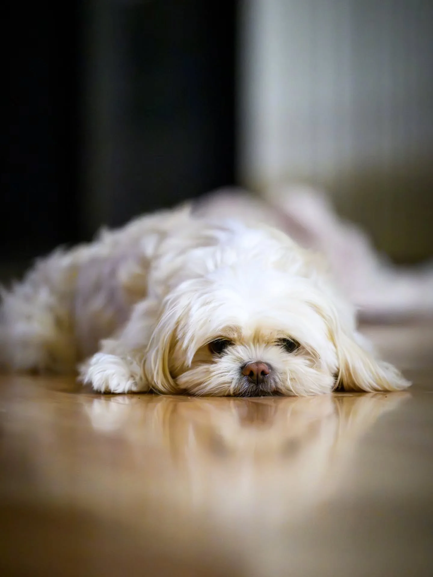 10-5-26
Nikon Z8

@pro_camera_hawaii
@nikonusa
#photography #doglover #dogsofinstagram #nikonz8