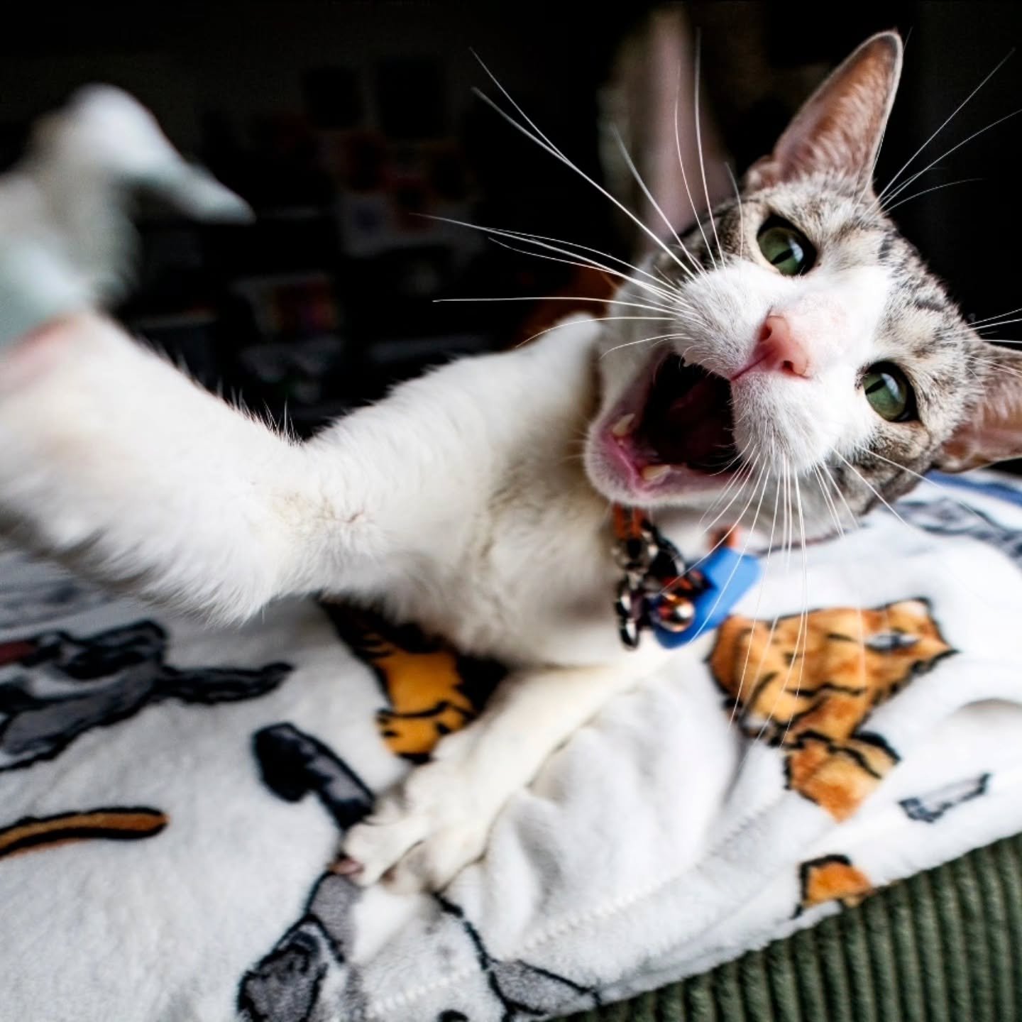 4-5-26
X-T5
@pro_camera_hawaii
@fujifilmx_us
#photography #catlovers #cats #catsofinstagram #fujifilm