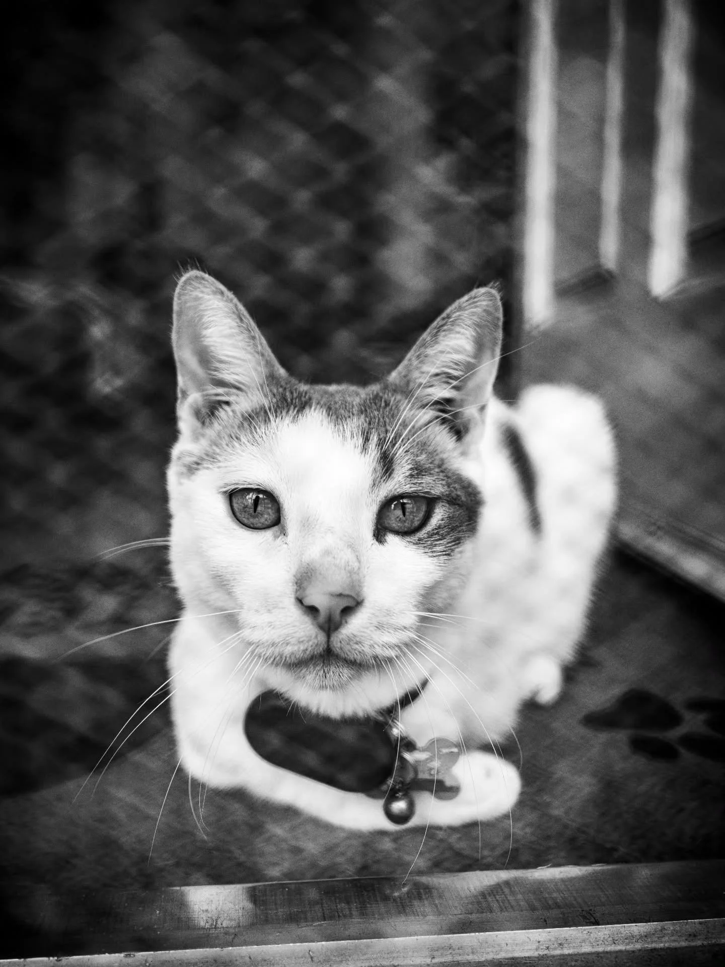 3-12-26
GFX100RF
@pro_camera_hawaii
@fujifilmx_us
#photography #catlovers #cats #catsofinstagram #fujifilm