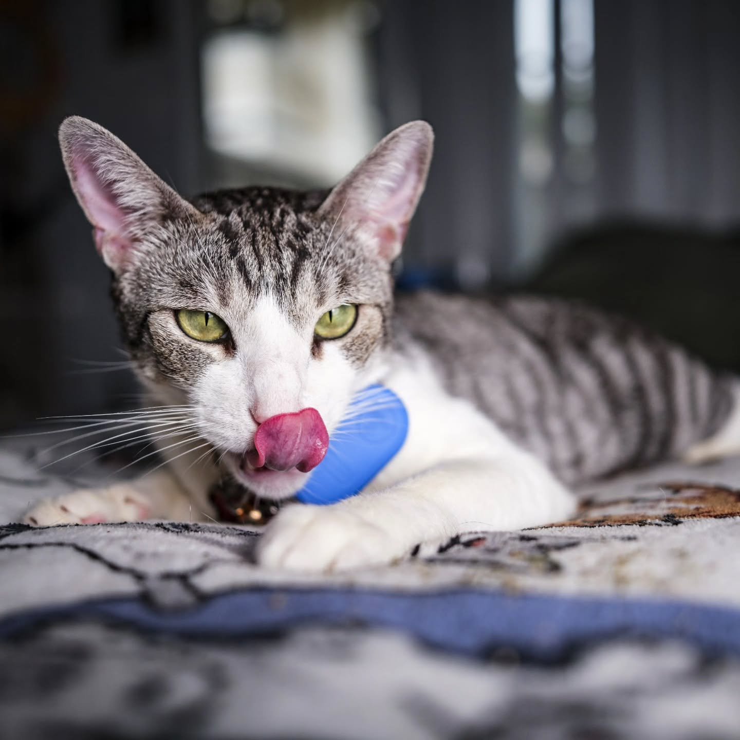 3-12-26
X-T5
@pro_camera_hawaii
@fujifilmx_us
#photography #catlovers #cats #catsofinstagram #fujifilm