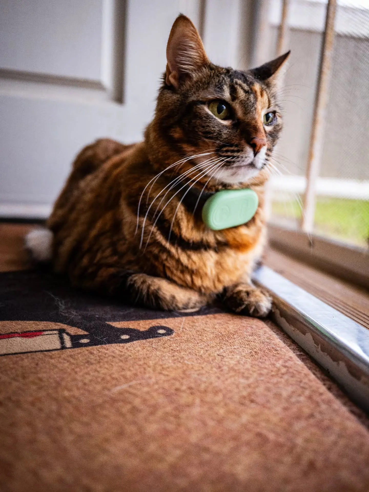 3-11-26
GFX100RF
@pro_camera_hawaii
@fujifilmx_us
#photography #catlovers #cats #catsofinstagram #fujifilm