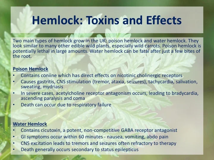 Hemlock Poisoning — learnED