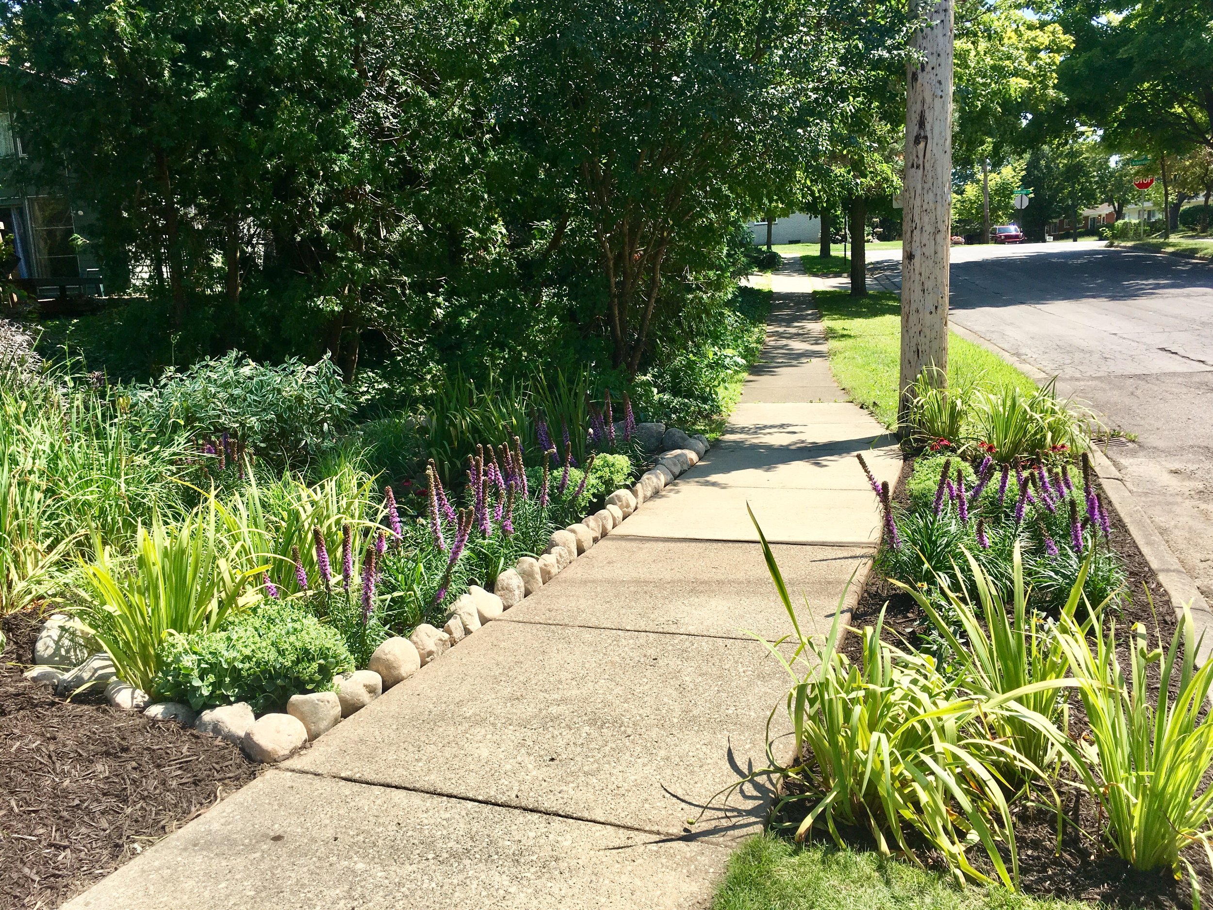 raingarden4.JPG