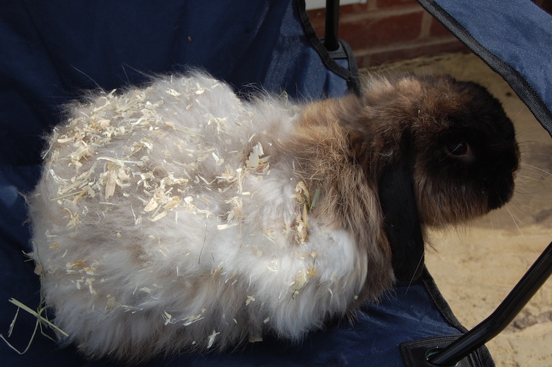 Jenny Foto: Fat Fluff Rabbit Rescue, UK