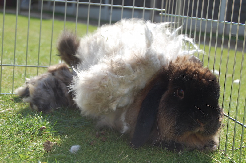 Jenny skal barberes Foto: Fat Fluffs Rabbit Rescue