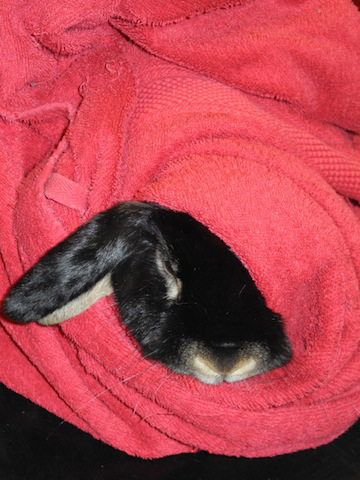 Harald i kaninburrito