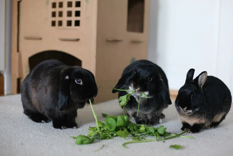 Petter, Harald og Melis koser seg med gode urter. Sunne godbiter. &nbsp;Foto: Marit Emilie Buseth