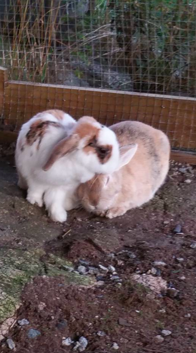 Liza og Jack i dag. To gode venner.