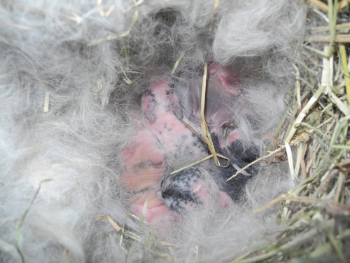 Marikken som ble reddet av Dyrebeskyttelsen fødte også et kull. Foto: Marit Emilie Buseth
