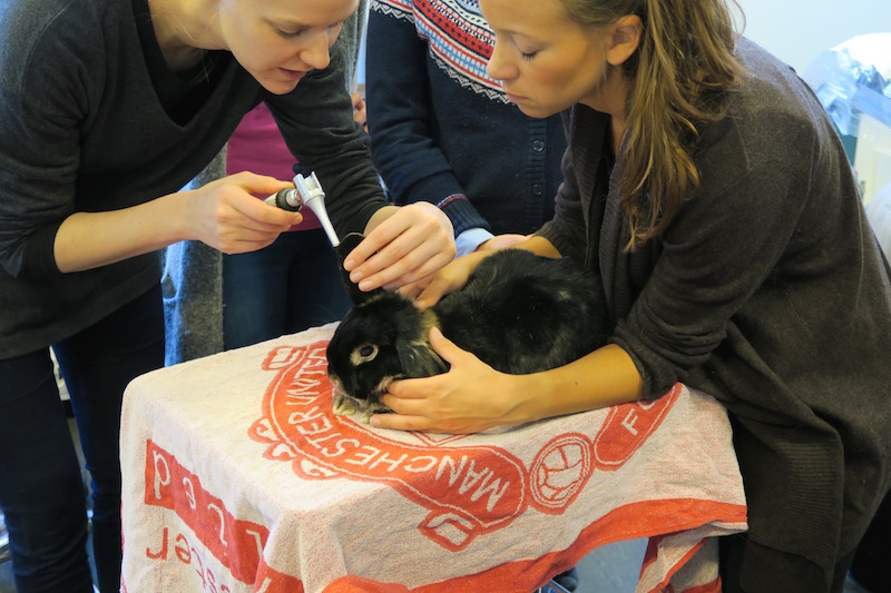 Harald er vant til å undersøkes, og her holder han også kurs på Veterinærhøyskolen. Under et kaninkurs for veterinærer hvor jeg også foreleste, var han og de andre kaninene mine "lærere" på den praktiske biten av kurset. Her ser dere hvordan de øver seg på å se i kaninører med otoskop. Harald er tålmodig. 