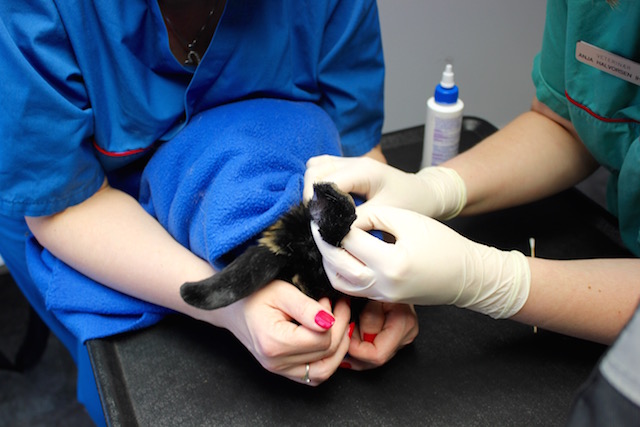 En dyrepleier hjelper til å holde Harald mens veterinæren renser øret og fjerner voks. 