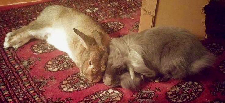 Bajas og Mari er glade i hverande. Bajas er forresten tidligere Einar Ensjø, som jeg vil skrive om en annen dag. Han har også en rørende redningshistorie bak seg. Foto: Adoptivmor Hilde Renate Eidissen