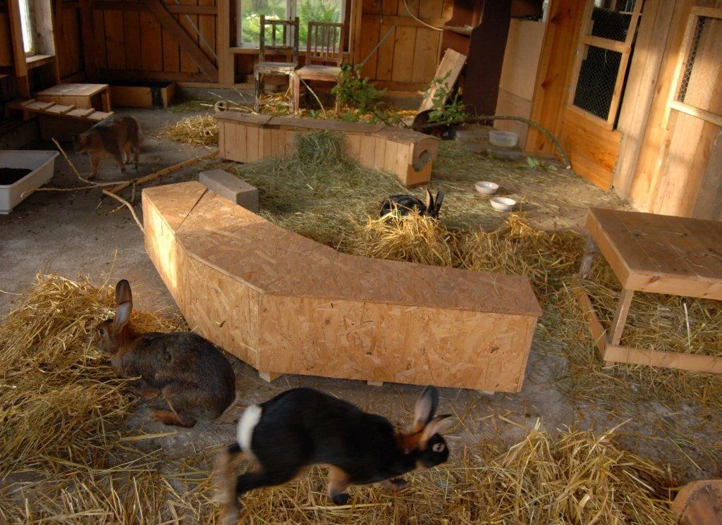 Kaniner med et fantastisk kaninhus. Her har kaninene mye å finne på.&nbsp;Foto: Katarina Vallbo