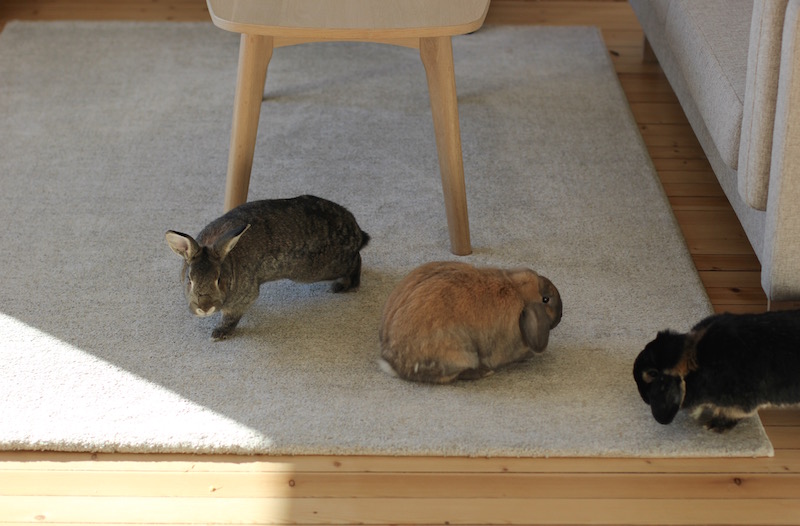 På stua har sofabordet runde bein mens sofaen har rette bein. Begge i eik. De kan gjerne spise på møblene, kaninene bor jo tross alt her, men det gjør jo ikke noe at de lar være heller. Bordet får stå i fred.