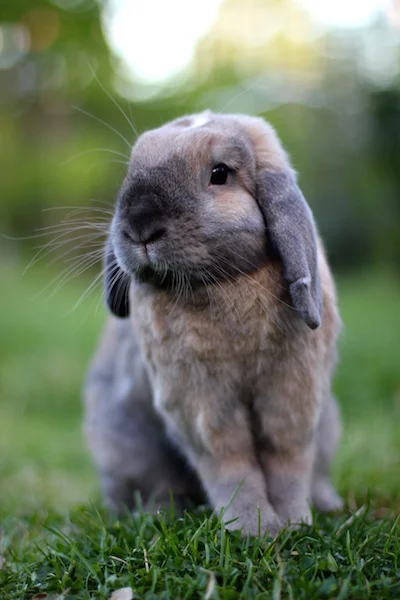 Even har fjernet ørevoks hos veterinær flere ganger.&nbsp;Han har også fått dårligere hørsel og kan heller ikke kommunisere med ørene.&nbsp;Foto: Marit Emilie Buseth