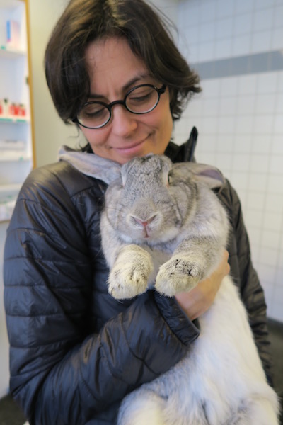 Kjempen Albert lever på a nbefalt kosthold og holder seg sunn og slank. Han er veldig aktiv og spretter omkring med sin lille venninne. Her er han med på den praktiske delen av et kaninkurs på Veterinærhøyskolen. Han er i følge veterinær og foreleser Cordelia Bracht i veldig godt hold. Foto: Marit Emilie Buseth