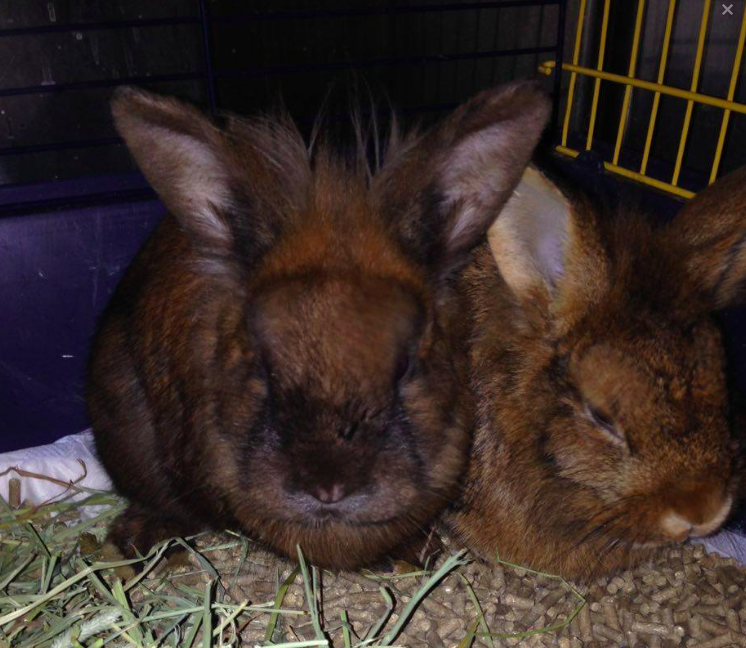 Tull og Tøys på veterinærklinikken Foto: Connie Petterson
