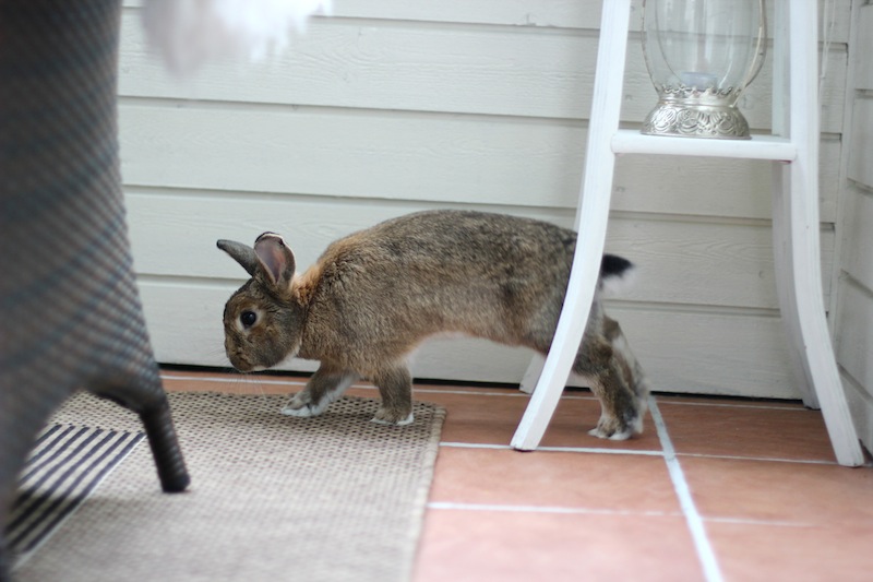 Bajas var glad i verandaen sin. Foto: Marit Emilie Buseth