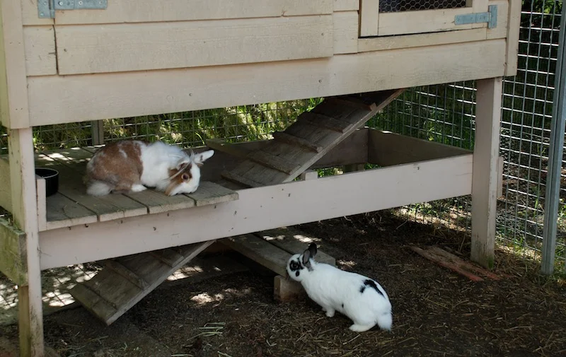 Charlotte og Stein har et åpent bur som base i en større luftegård. Å ha kaninhus som er hevet over bakken gir fin skygge og populære tilholdssted. &nbsp; Foto: Marit Emilie Buseth