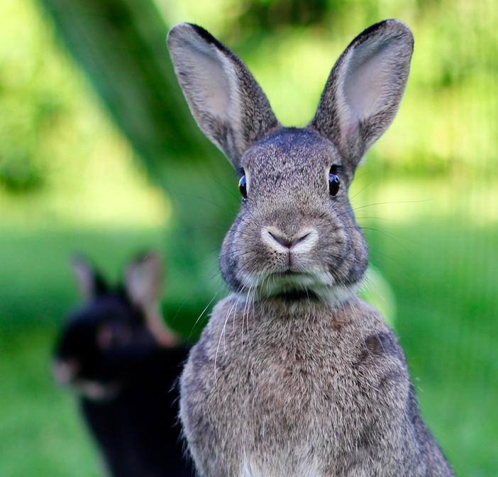 konkurrenter spænding siv Dansk avdeling — Den store kaninboka