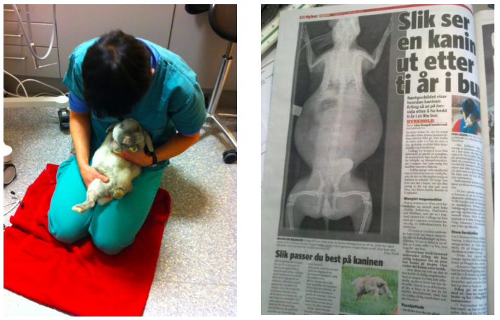 Erling undersøges og behandles af veterinær og bliver nationale nyheder i Dagbladet.